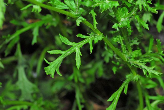 Jacobaea vulgaris / Senecione di San Giacomo